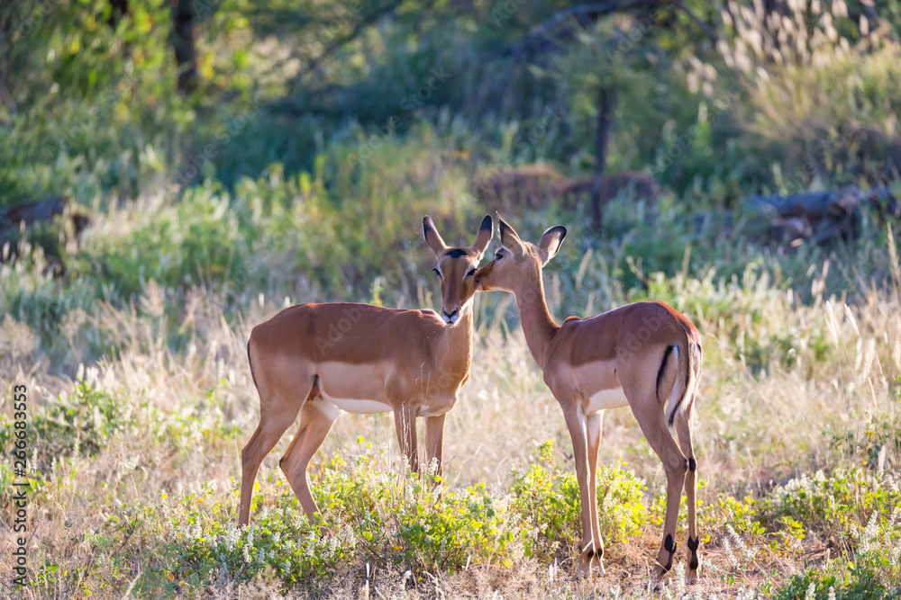 Fototapeta premium Two impalas stand together in the grass landscape