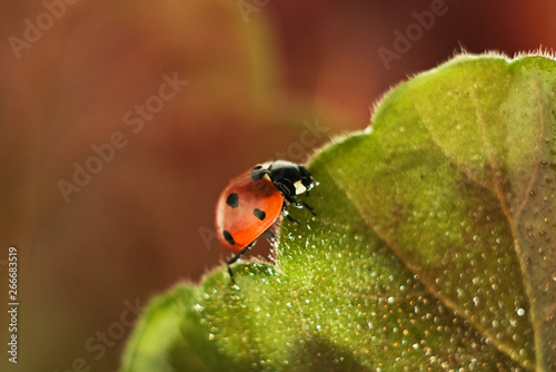 ladybug on a green leaf, macro photography, close-up plan, plant geranium and insect © Irina