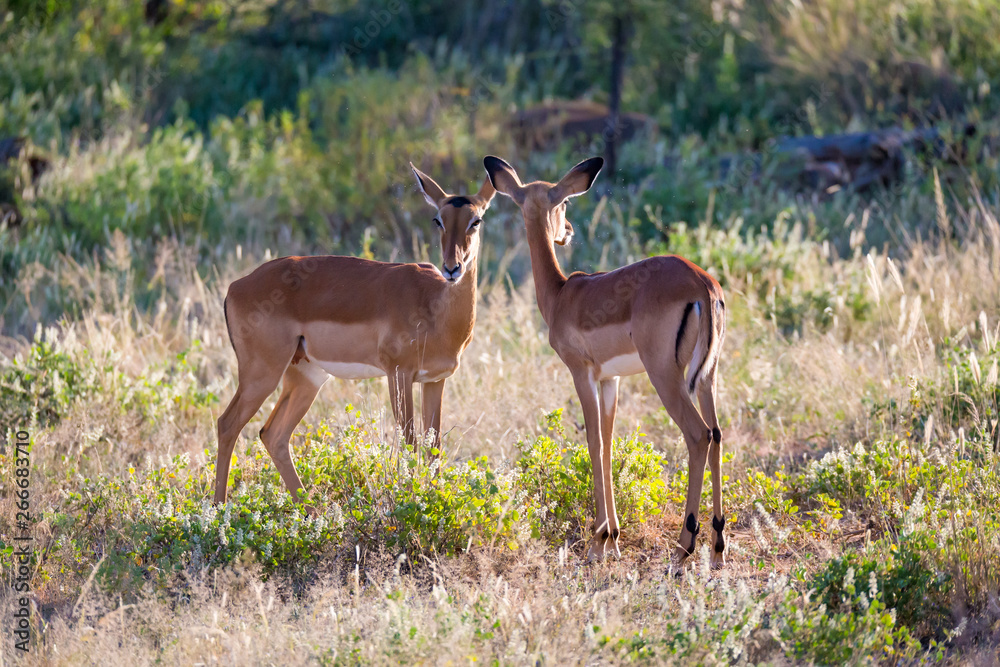 Two impalas stand together in the grass landscape Two impalas stand together in the grass landscape