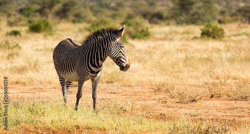 A Grevy Zebra is grazing in the countryside of Samburu in Kenya
