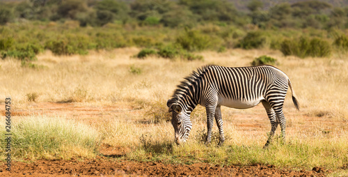 A Grevy Zebra is grazing in the countryside of Samburu in Kenya