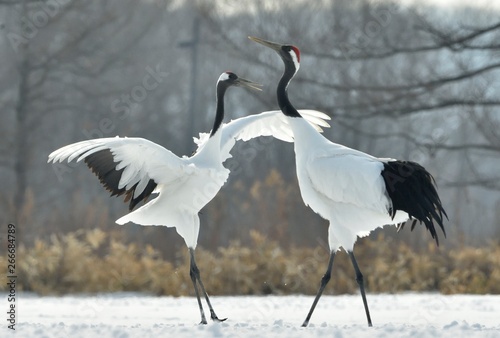 Dancing Cranes. The ritual marriage dance of cranes. The red-crowned crane. Scientific name: Grus japonensis, also called the Japanese crane or Manchurian crane, is a large East Asian Crane. © Uryadnikov Sergey