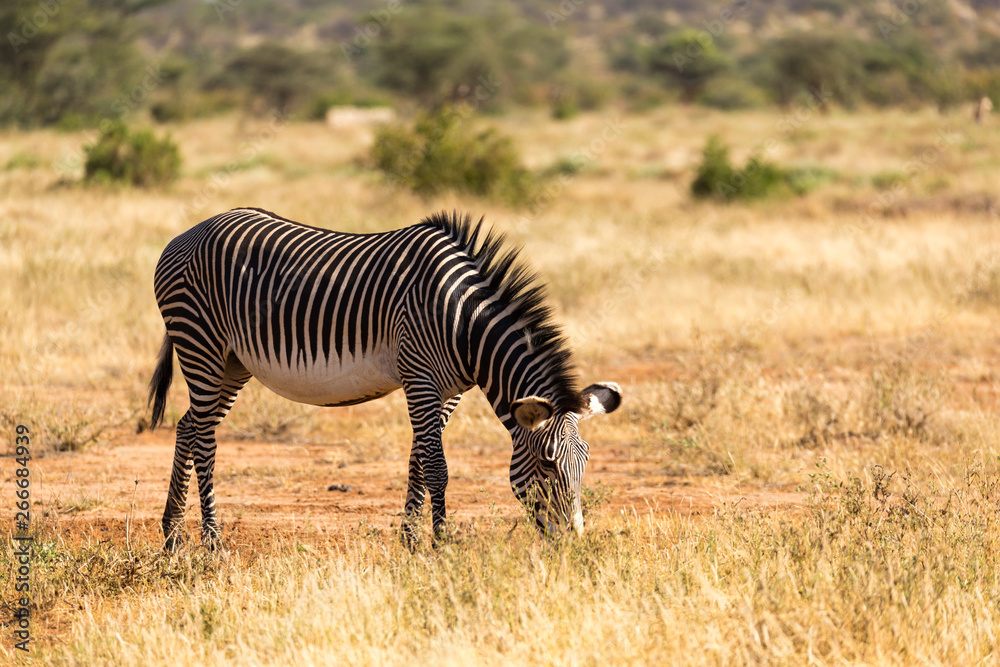 Fototapeta premium A Grevy Zebra is grazing in the countryside of Samburu in Kenya