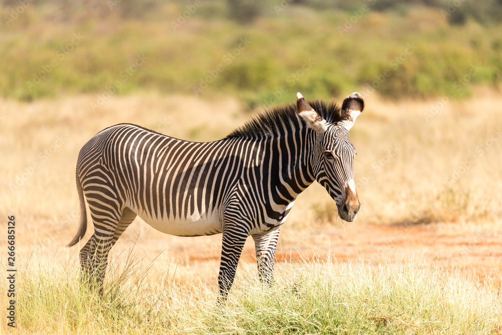 Obraz premium A Grevy Zebra is grazing in the countryside of Samburu in Kenya
