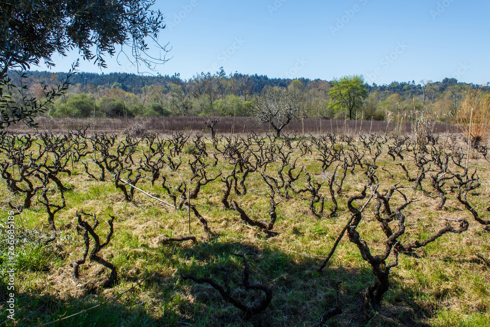 vineyard in the spring in sunny day