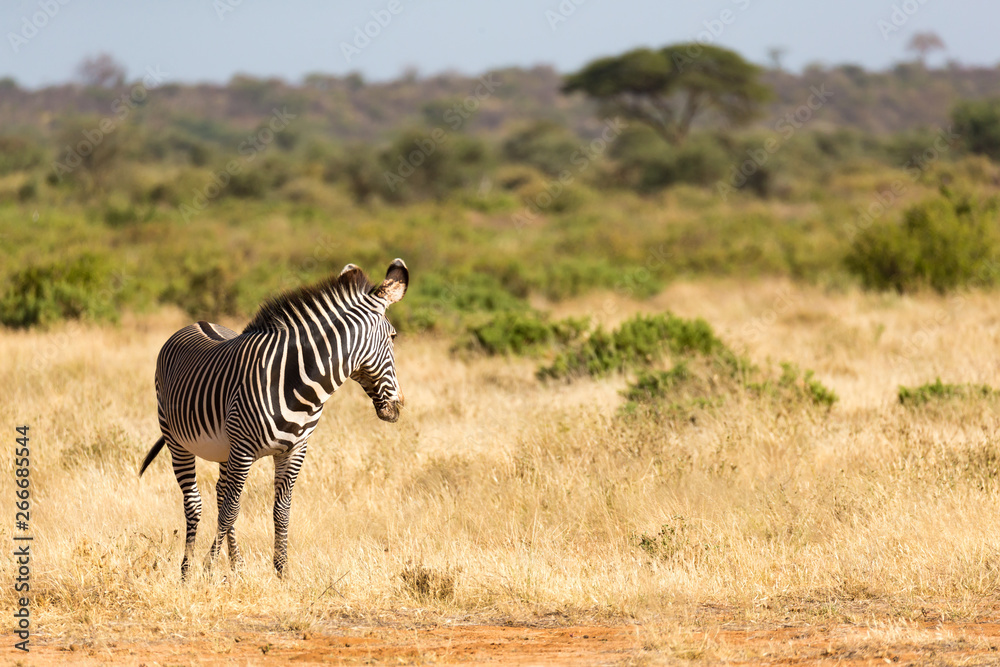 A Grevy Zebra is grazing in the countryside of Samburu in Kenya A Grevy Zebra is grazing in the countryside of Samburu in Kenya