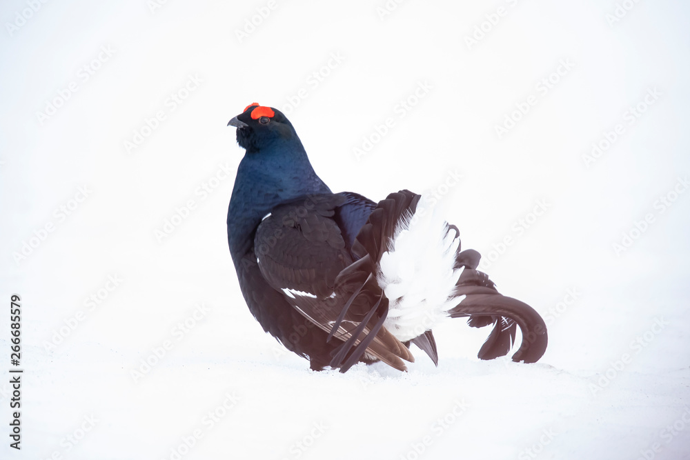 Black Grouse, Lyrurus tetrix