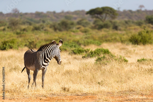 A Grevy Zebra is grazing in the countryside of Samburu in Kenya