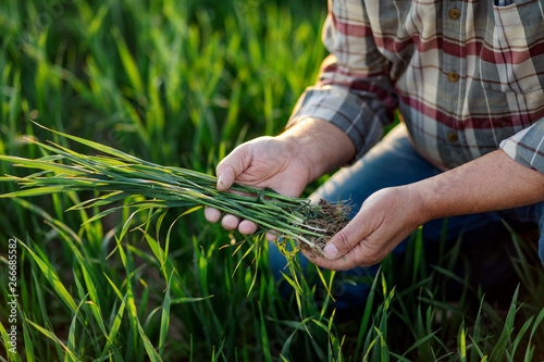 Fotografie, Tablou Close up of senior farmer hands examining wheat crop in his hands