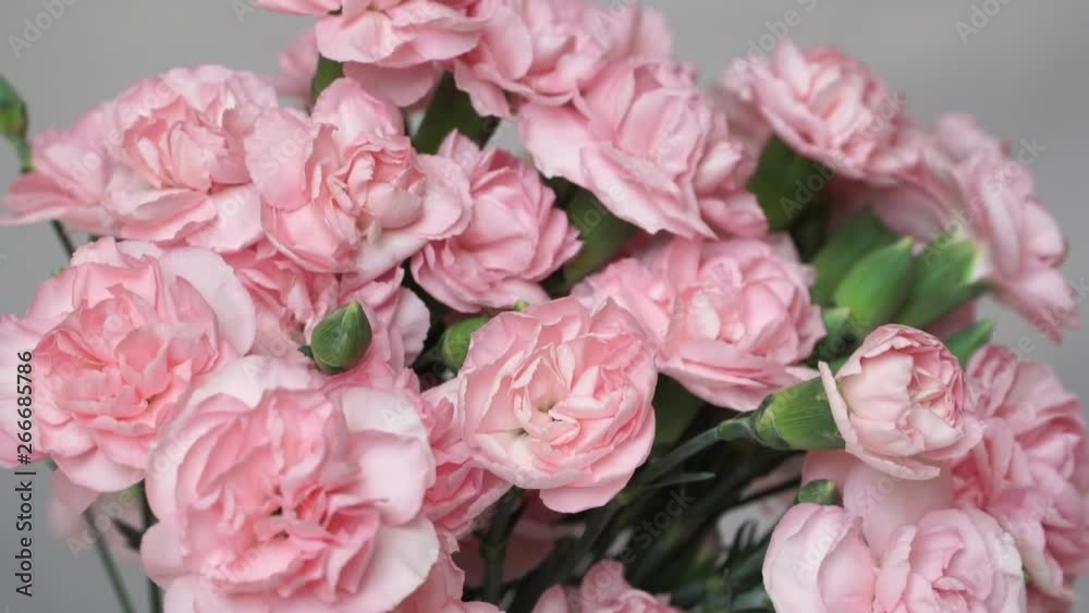 Сamera movement from top to bottom on pink carnations. Close-up. Flower background Сamera movement from top to bottom on pink carnations. Close-up. Flower background