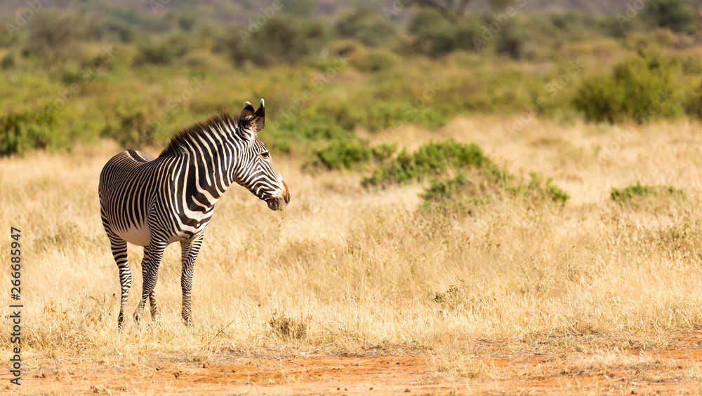 Naklejka premium A Grevy Zebra is grazing in the countryside of Samburu in Kenya