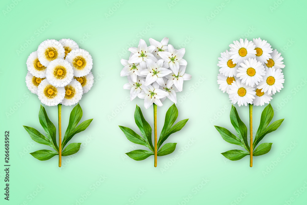 Three fancy flowers on a light green background. The composition of white asters, lilies and camomiles. Art object. Minimalism. Three fancy flowers on a light green background. The composition of white asters, lilies and camomiles. Art object. Minimalism.