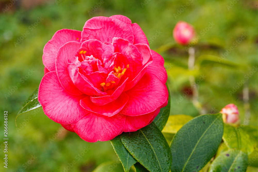 blossoms of japanese camellia in the day light blossoms of japanese camellia in the day light