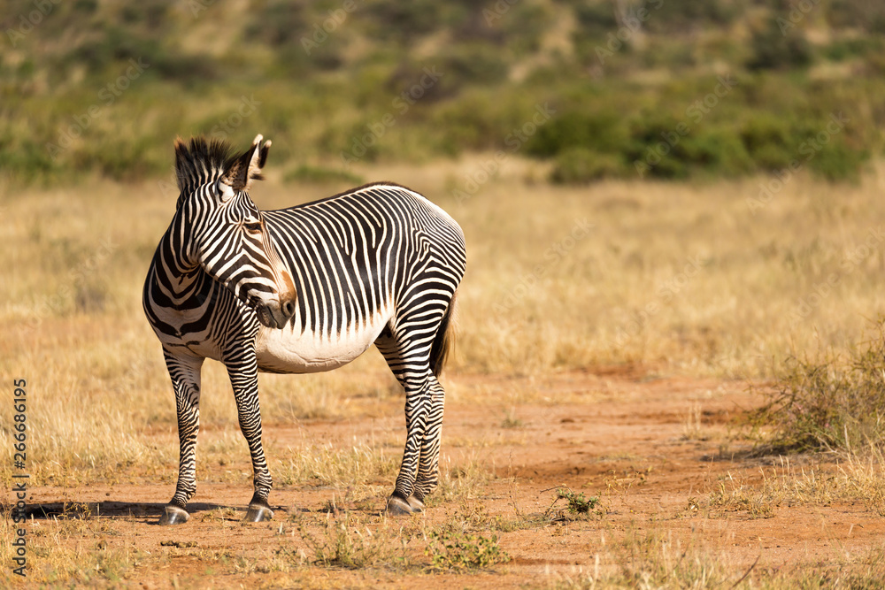 A Grevy Zebra is grazing in the countryside of Samburu in Kenya