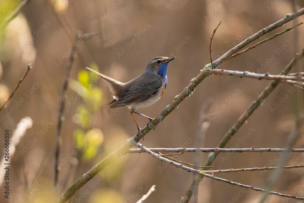 Obraz premium Blue Throat, Luscinia svecica