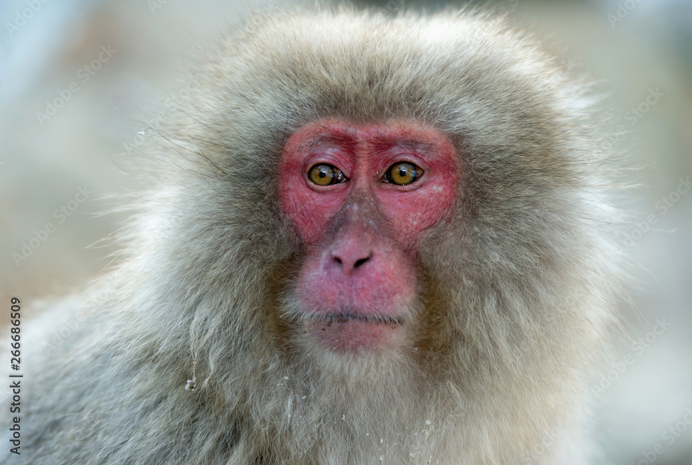 Japanese macaque. Close up portrait. The Japanese macaque ( Scientific name: Macaca fuscata), also known as the snow monkey. Natural habitat, winter season. Japanese macaque. Close up portrait. The Japanese macaque ( Scientific name: Macaca fuscata), also known as the snow monkey. Natural habitat, winter season.