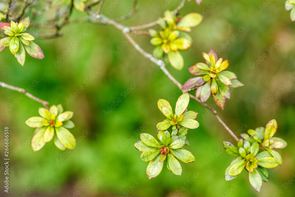 branch with small green leaves branch with small green leaves