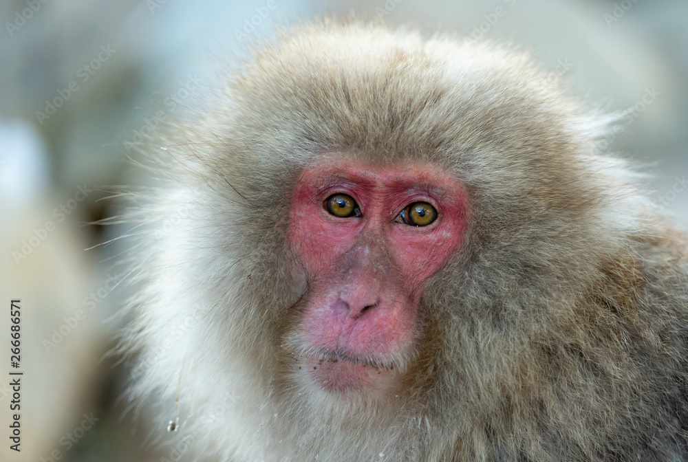 Japanese macaque. Close up portrait. The Japanese macaque ( Scientific name: Macaca fuscata), also known as the snow monkey. Natural habitat, winter season. Japanese macaque. Close up portrait. The Japanese macaque ( Scientific name: Macaca fuscata), also known as the snow monkey. Natural habitat, winter season.