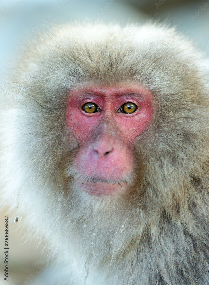 Japanese macaque. Close up portrait. The Japanese macaque ( Scientific name: Macaca fuscata), also known as the snow monkey. Natural habitat, winter season. Japanese macaque. Close up portrait. The Japanese macaque ( Scientific name: Macaca fuscata), also known as the snow monkey. Natural habitat, winter season.