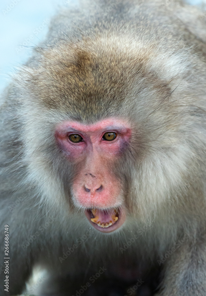 Japanese macaque with open mouth. Close up portrait. The Japanese macaque ( Scientific name: Macaca fuscata), also known as the snow monkey. Natural habitat, winter season. Japanese macaque with open mouth. Close up portrait. The Japanese macaque ( Scientific name: Macaca fuscata), also known as the snow monkey. Natural habitat, winter season.