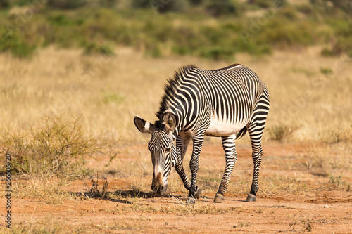 A Grevy Zebra is grazing in the countryside of Samburu in Kenya