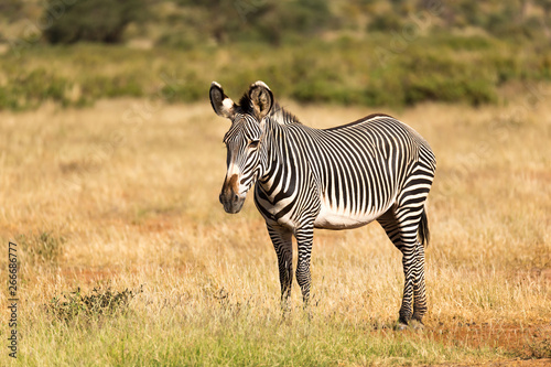 A Grevy Zebra is grazing in the countryside of Samburu in Kenya