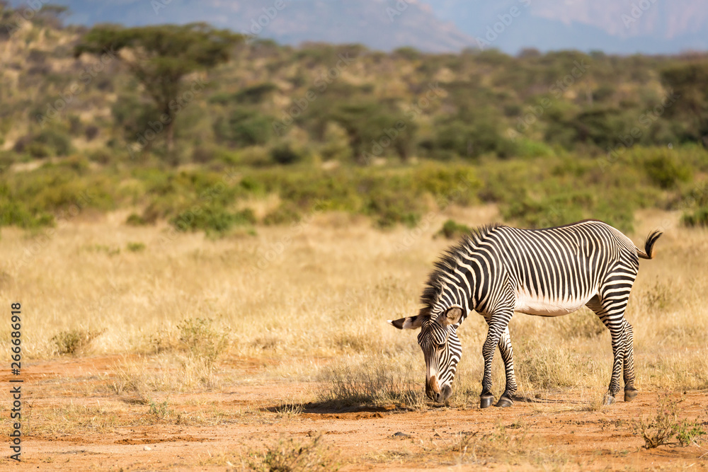 Obraz premium Grevy Zebra pasie się na wsi Samburu w Kenii