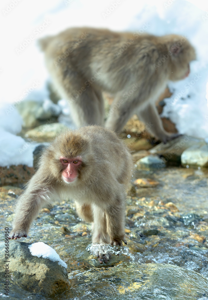 Japanese macaque jumping. The Japanese macaque ( Scientific name: Macaca fuscata), also known as the snow monkey. Natural habitat, winter season. Japanese macaque jumping. The Japanese macaque ( Scientific name: Macaca fuscata), also known as the snow monkey. Natural habitat, winter season.