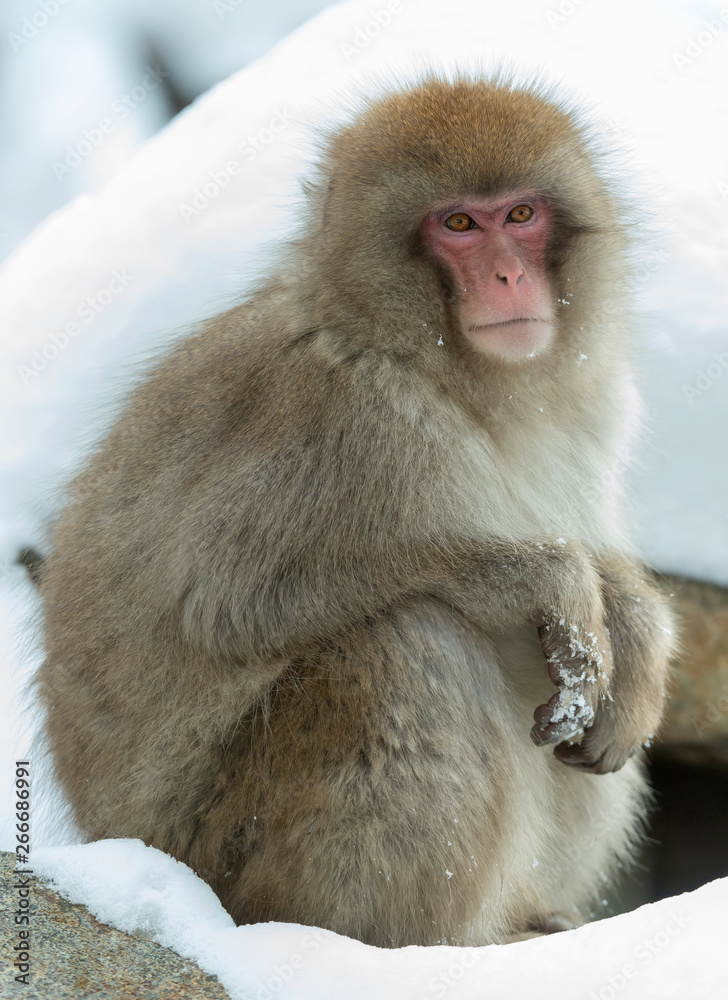 Naklejka premium Japanese macaque. Close up portrait. The Japanese macaque ( Scientific name: Macaca fuscata), also known as the snow monkey. Natural habitat, winter season.