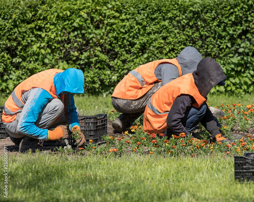 worker planting seedlings of flowers