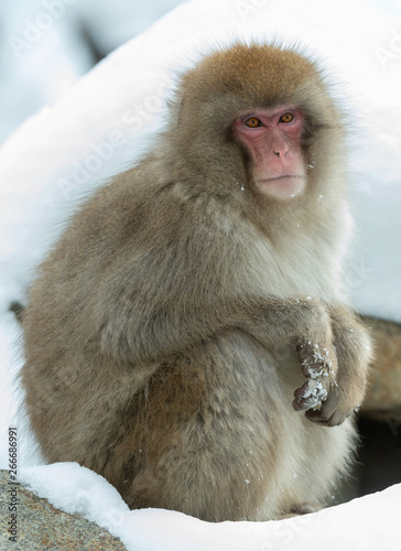 Japanese macaque. Close up portrait. The Japanese macaque ( Scientific name: Macaca fuscata), also known as the snow monkey. Natural habitat, winter season. © Uryadnikov Sergey