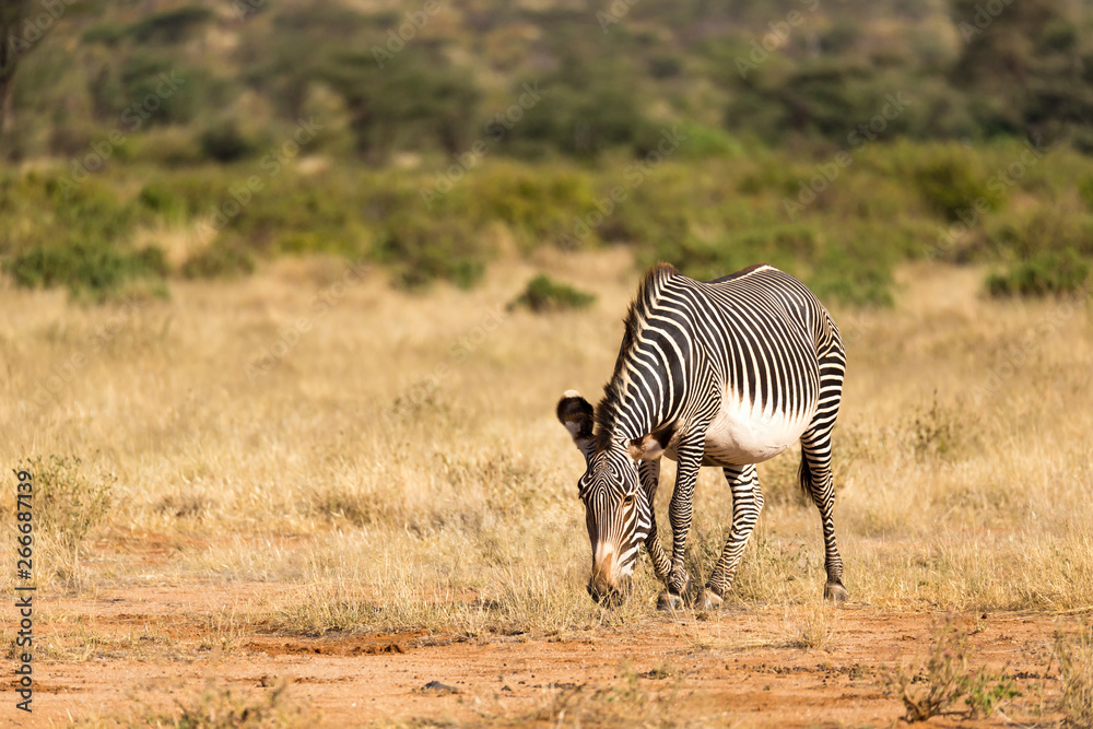 A Grevy Zebra is grazing in the countryside of Samburu in Kenya A Grevy Zebra is grazing in the countryside of Samburu in Kenya