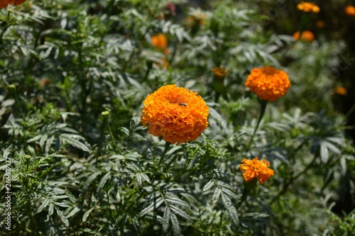 Beautiful Orange marigold  tagets  flowers in garden.