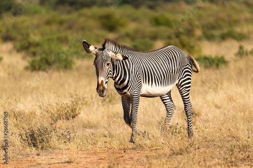 A Grevy Zebra is grazing in the countryside of Samburu in Kenya