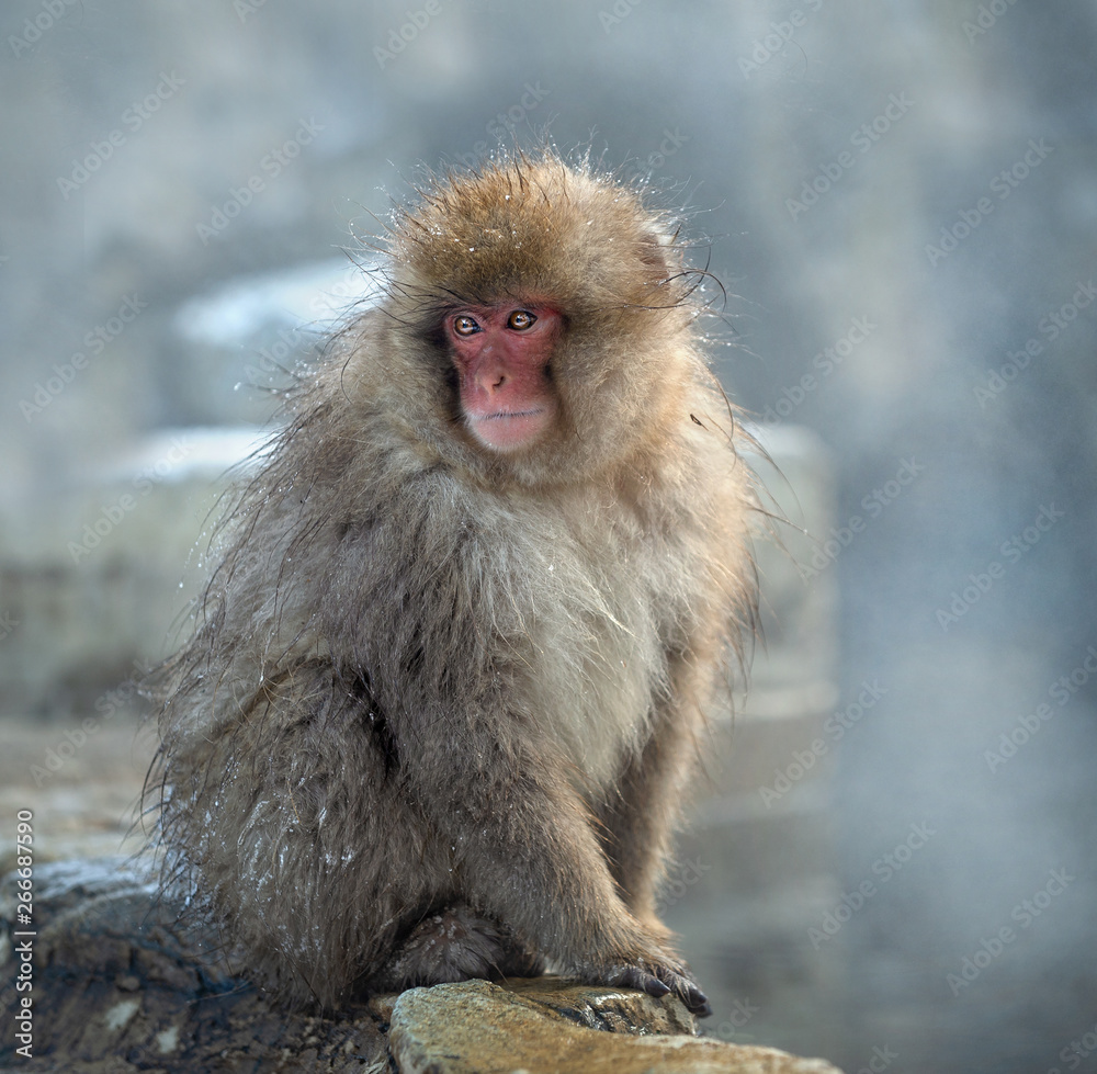 Japanese macaque near the natural hot springs, steam above water. The Japanese macaque ( Scientific name: Macaca fuscata), also known as the snow monkey. Natural habitat, winter season. Japanese macaque near the natural hot springs, steam above water. The Japanese macaque ( Scientific name: Macaca fuscata), also known as the snow monkey. Natural habitat, winter season.
