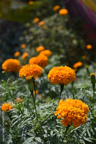 Beautiful Orange marigold (tagets) flowers in garden.