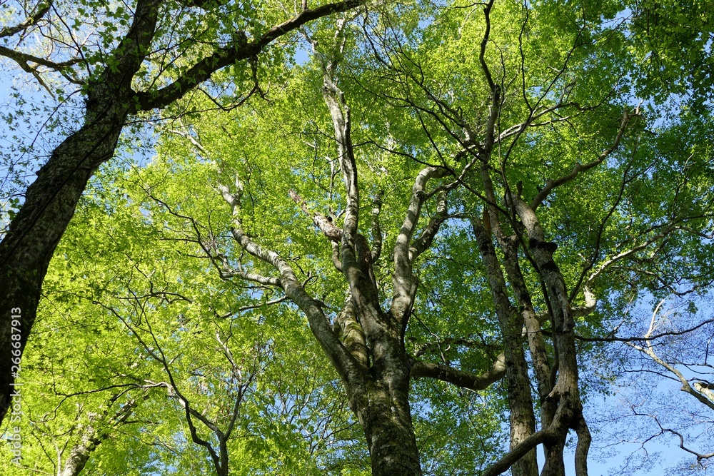 《十二湖の四季(ブナの原生林)》青森県深浦町 《十二湖の四季(ブナの原生林)》青森県深浦町