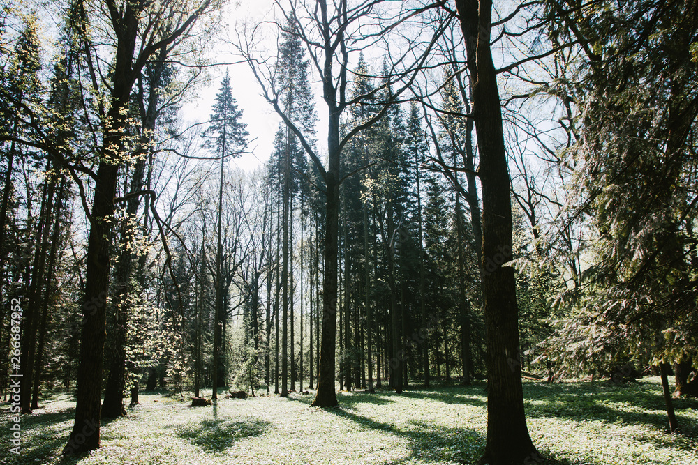 green trees in the Park in Sunny weather green trees in the Park in Sunny weather