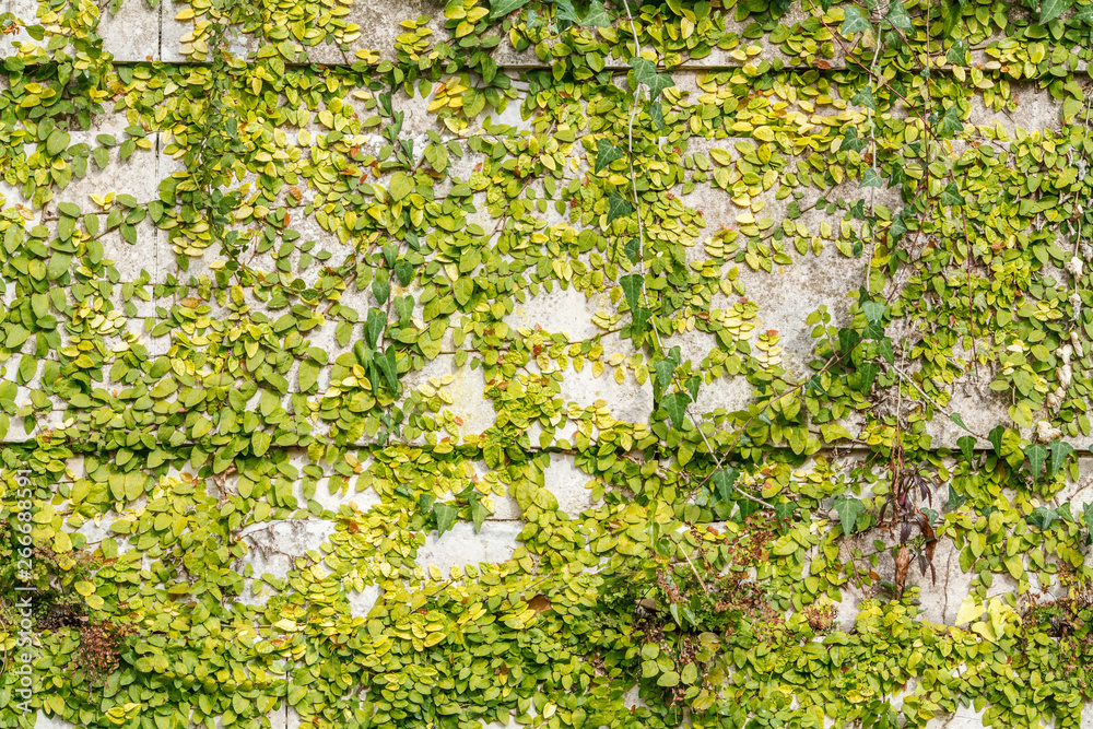 Fototapeta premium texture of green creeping plant in the park