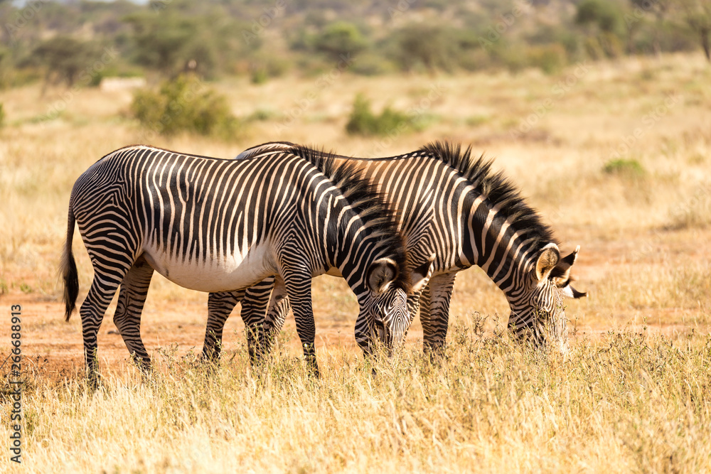 A zebra family is grazing in the savannah of Kenya in Samburu A zebra family is grazing in the savannah of Kenya in Samburu
