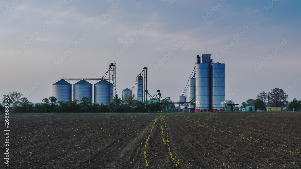 New shinny silos on the farm field at sunrise