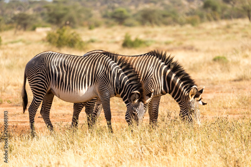 A zebra family is grazing in the savannah of Kenya in Samburu