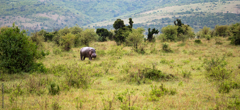 Fototapeta premium A hippo is walking in the savannah