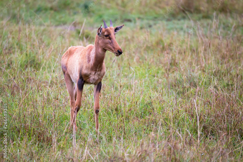 Topi antelope in the grassland of Kenya's savannah