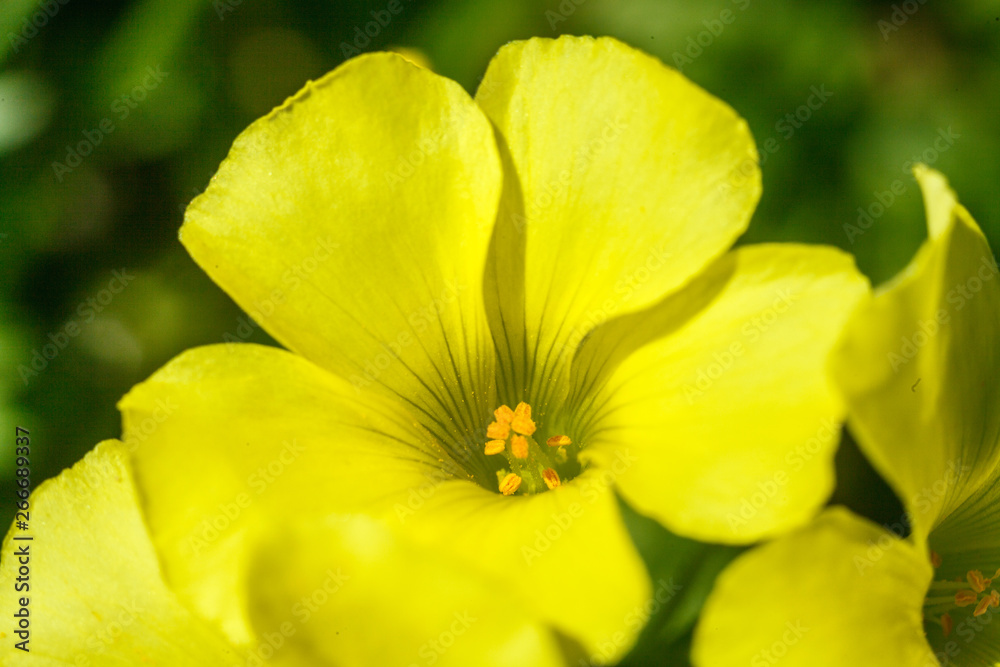 flowers of large-flowered evening primrose flowers of large-flowered evening primrose