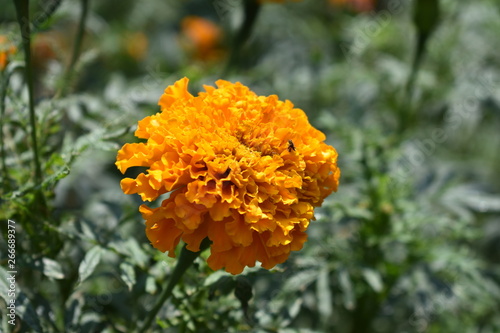 Beautiful Orange marigold (tagets) flowers in garden. photo