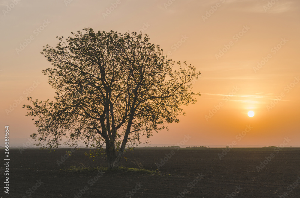 Lonely tree on a farm field in the morning sunlight