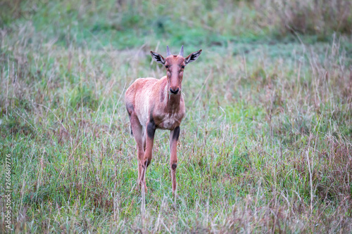 Topi antelope in the grassland of Kenya s savannah
