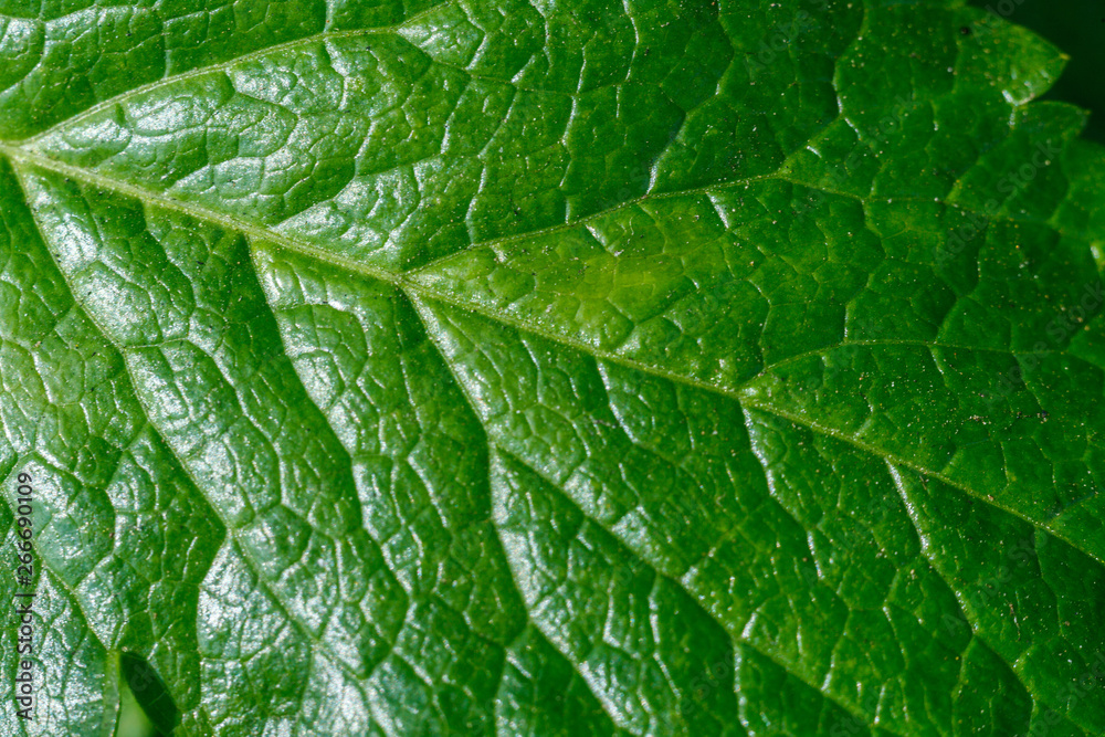 macro photo of a tree leaf macro photo of a tree leaf