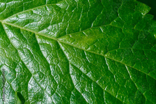 macro photo of a tree leaf